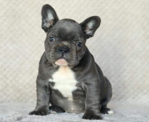 Stormy Frenchie2