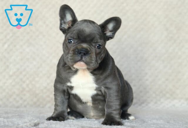 Stormy Frenchie2 image