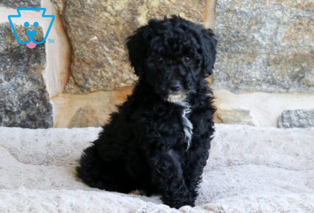 Black Mini Bernedoodle puppy with a white patch on its chest sitting upright on a fluffy blanket in front of a stone wall, looking directly at the camera. image