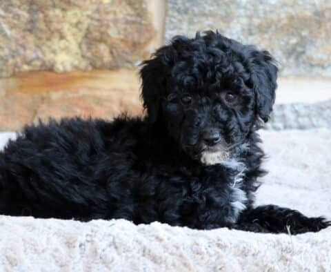 Curly black Mini Bernedoodle puppy with a white chin and chest patch, lying on a soft cream blanket in front of a stone wall.