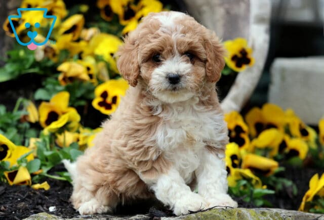 Stripes Cavapoo image