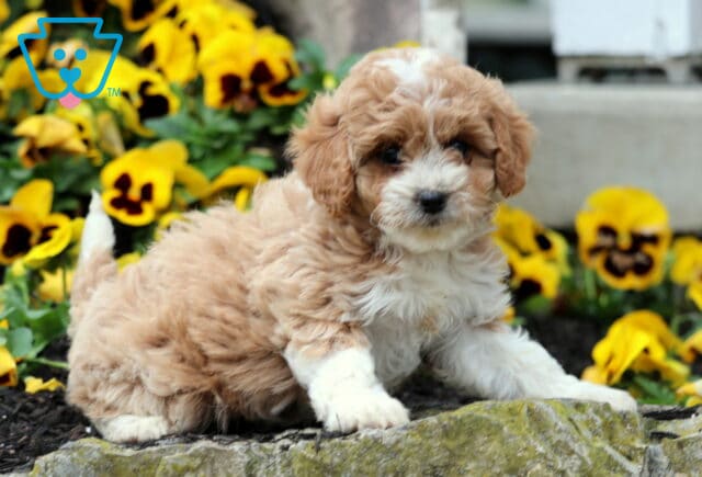 Stripes Cavapoo2 image