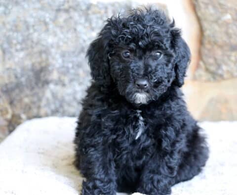 A fluffy Mini Bernedoodle puppy with deep black curls and a small white patch under its chin sits on a soft surface in front of a mottled stone wall, gazing sweetly at the camera.