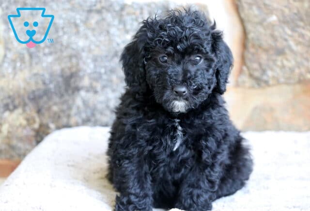 A fluffy Mini Bernedoodle puppy with deep black curls and a small white patch under its chin sits on a soft surface in front of a mottled stone wall, gazing sweetly at the camera. image