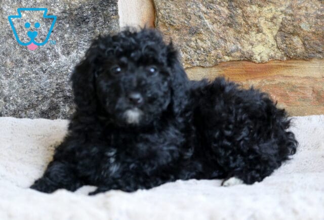 A curly black Mini Bernedoodle puppy with a small white patch on its chin lies comfortably on a beige blanket in front of a rustic stone wall. image
