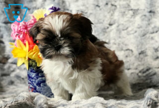 Suger Shih Tzu image