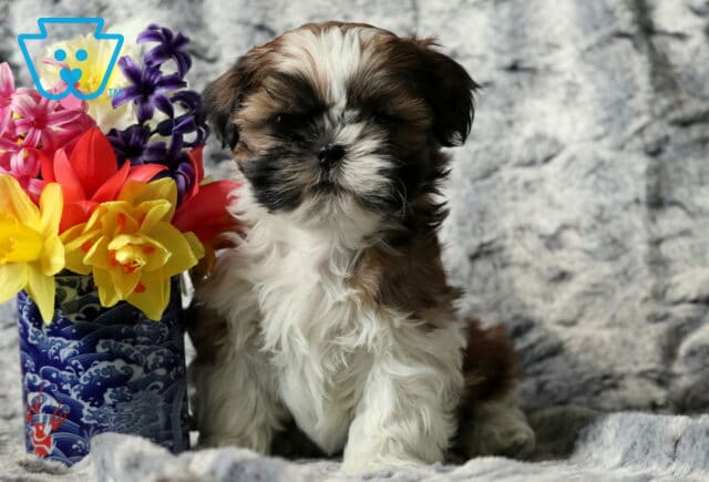 Suger Shih Tzu2 image