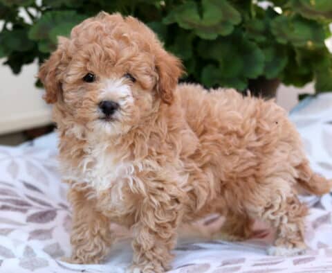 Sweetie Bichpoo2