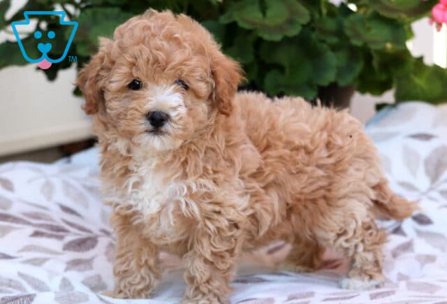 Sweetie Bichpoo2 image