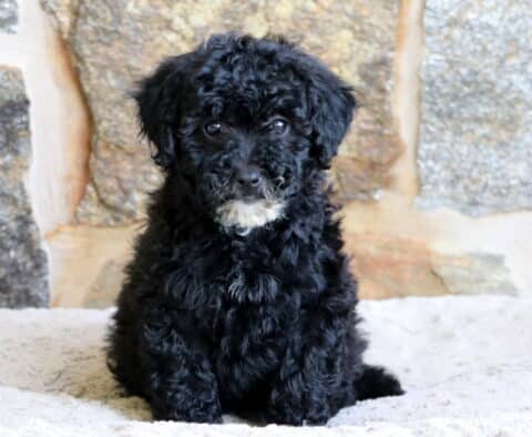 A black Mini Bernedoodle puppy with soft curls and a small white patch on its chin sits quietly on a cozy beige blanket in front of a background of large stone bricks.