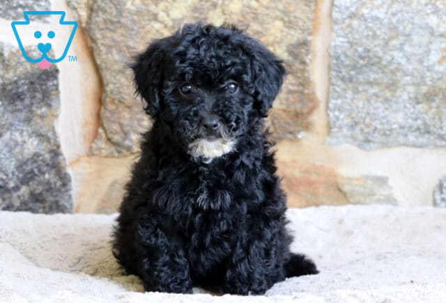 A black Mini Bernedoodle puppy with soft curls and a small white patch on its chin sits quietly on a cozy beige blanket in front of a background of large stone bricks. image