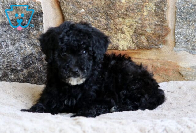 A black Mini Bernedoodle puppy with a curly coat and a small white patch on its chin lies on a soft beige blanket, set against a backdrop of multicolored stone. image