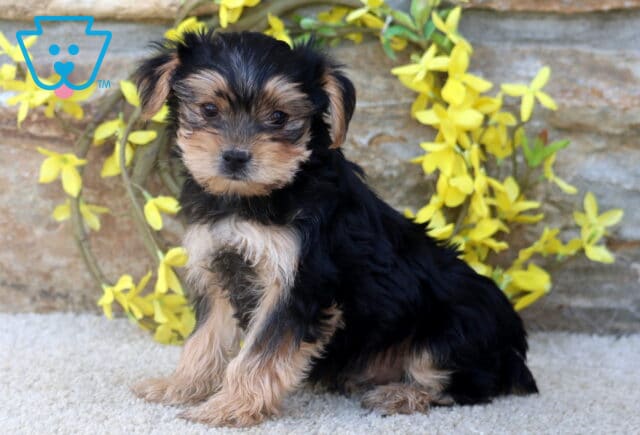 A tiny Yorkie puppy with a silky black and tan coat sits on a soft carpet, posing in front of a stone wall adorned with a circular arrangement of bright yellow flowers. image