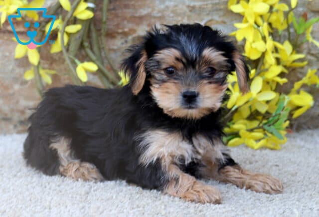 A Yorkshire Terrier puppy with a soft black and tan coat lies on a cream-colored carpet in front of a rustic stone wall, accented by vivid yellow floral decorations. image