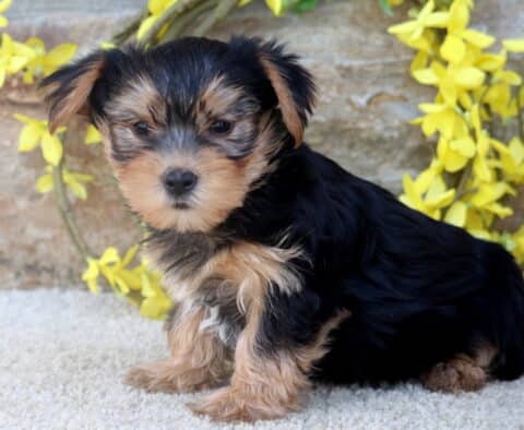 A Yorkie puppy sits calmly on a light carpet, facing slightly sideways with a soft yellow flowers and a stone wall creating a warm, rustic background.