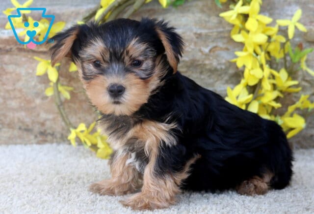A Yorkie puppy sits calmly on a light carpet, facing slightly sideways with a soft yellow flowers and a stone wall creating a warm, rustic background. image