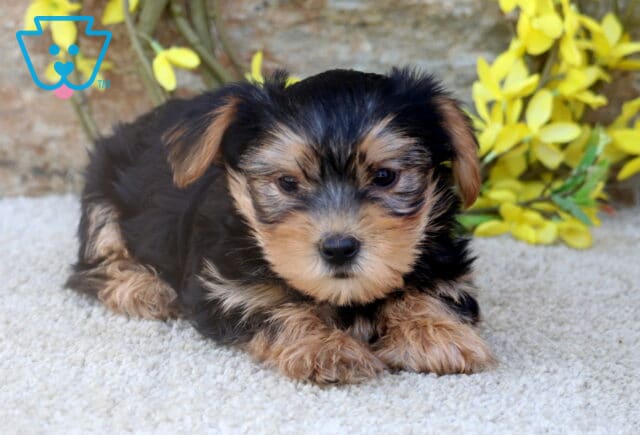 A Yorkshire Terrier puppy with a fluffy black and tan coat rests with its front paws tucked under on a soft carpet, surrounded by yellow flowers against a stone wall backdrop. image