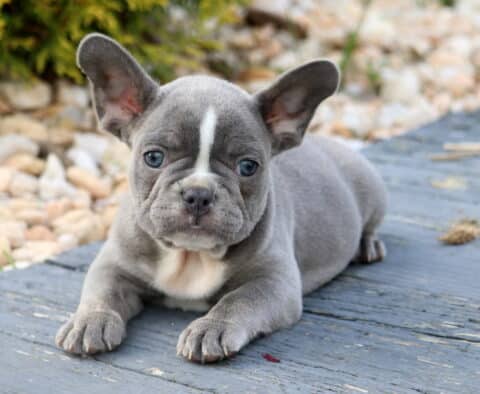 Blue French Bulldog puppy with a white chest and narrow white stripe on its forehead, lying calmly on a wooden surface next to decorative stones.