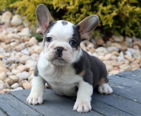 Tri-colored French Bulldog puppy sitting on a wooden deck with a bed of smooth stones and green shrubs in the background.