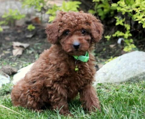 Theo Toy Poodle