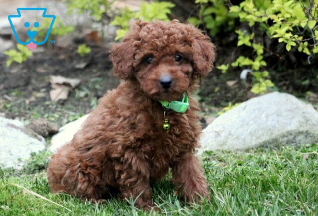 Theo Toy Poodle image