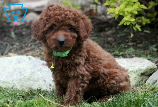 Theo Toy Poodle2 image
