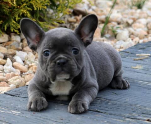 Cute blue French Bulldog puppy lying down with front paws stretched out on a wooden deck, featuring a small white patch on its chest and a stone garden in the background.