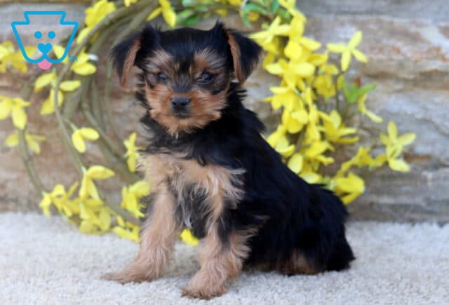 A young Yorkshire Terrier puppy with a shiny black and tan coat sits alertly on a soft carpet, with a decorative yellow flower wreath and stone wall in the background. image