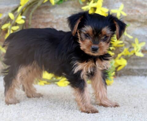 A small Yorkie puppy stands on a light carpet with a curious expression, framed by a stone wall and a backdrop of yellow flowering vines.