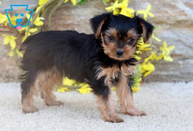 A small Yorkie puppy stands on a light carpet with a curious expression, framed by a stone wall and a backdrop of yellow flowering vines. image