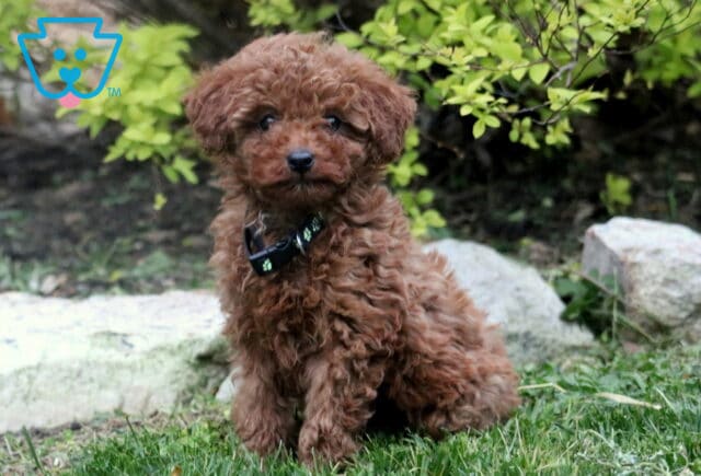 Tike Toy Poodle image