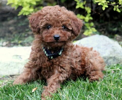 Tike Toy Poodle2