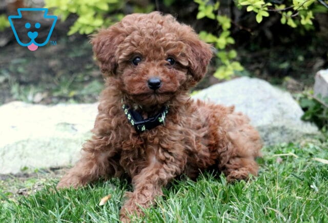 Tike Toy Poodle2 image