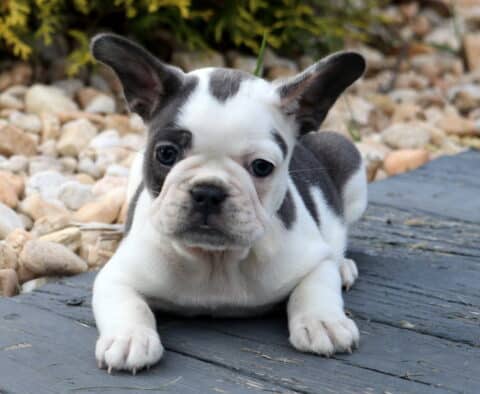 White and black French Bulldog puppy with a dark patch over one eye, lying stretched out on a wooden deck next to a bed of large decorative stones.