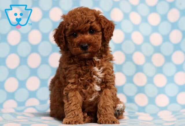 Toby Mini Poodle2 image