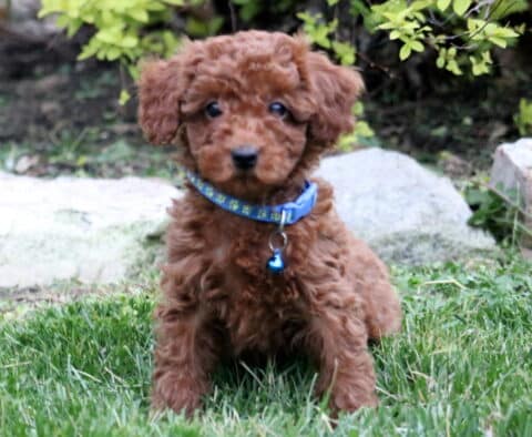 Toby Toy Poodle