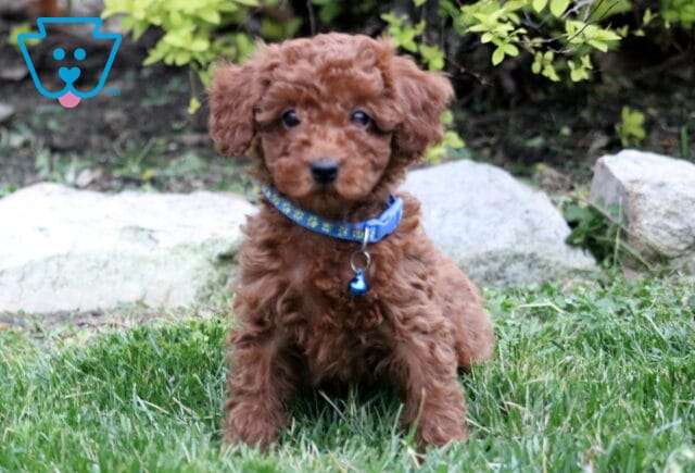 Toby Toy Poodle image