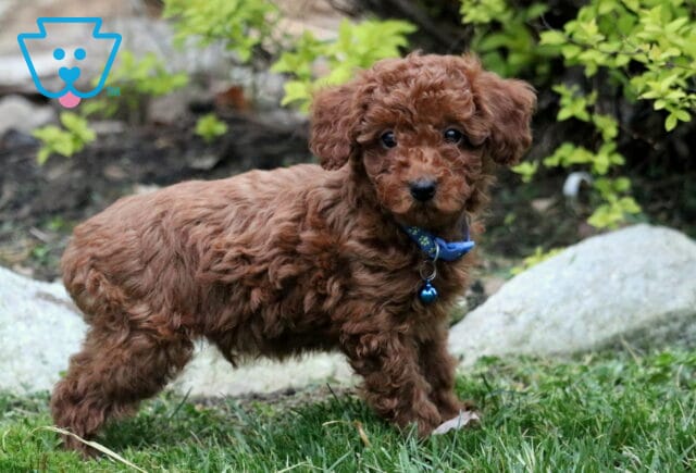 Toby Toy Poodle2 image