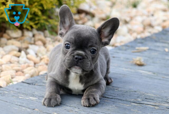 Sweet blue French Bulldog puppy with a small white patch on its chest, lying on a weathered wooden deck near a bed of white stones. image