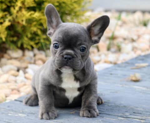 Alert blue French Bulldog puppy with a white patch on its chest, sitting attentively on a wooden surface with a backdrop of stones and greenery.