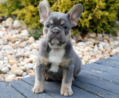 Charming blue and tan French Bulldog puppy sitting upright on a wooden deck, showing off its tan eyebrows and chest markings, with a stone garden and shrubs in the background.