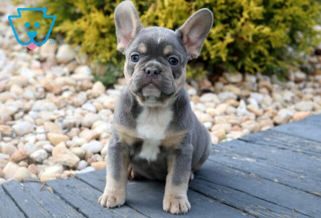 Charming blue and tan French Bulldog puppy sitting upright on a wooden deck, showing off its tan eyebrows and chest markings, with a stone garden and shrubs in the background. image