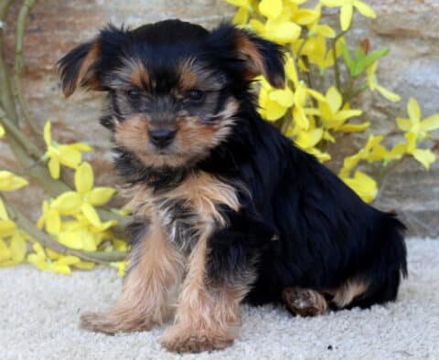 A Yorkie puppy with a silky black and tan coat sits slightly turned on a cream carpet, backed by a rustic stone wall bright yellow flowers.