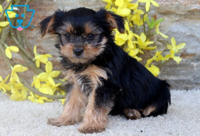 A Yorkie puppy with a silky black and tan coat sits slightly turned on a cream carpet, backed by a rustic stone wall bright yellow flowers. image