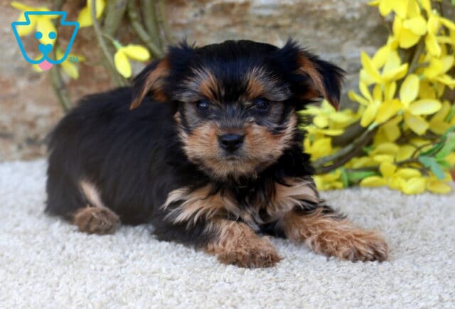 A Yorkshire Terrier puppy lies on a soft carpet with its front paws stretched forward, gazing ahead while framed by yellow blossoms and a textured stone wall. image