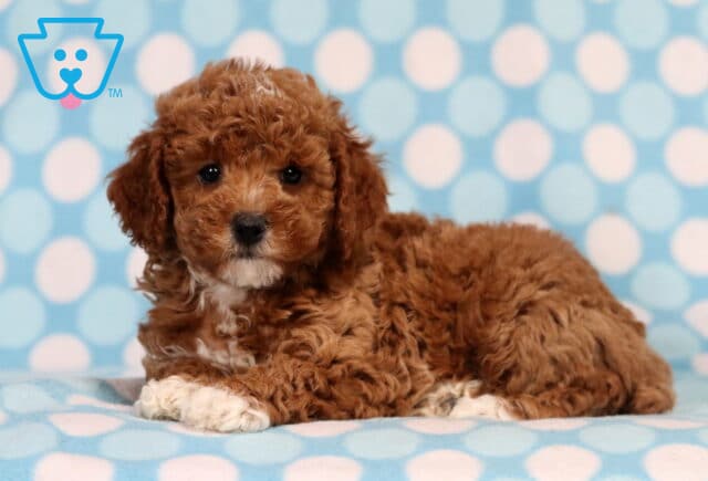 Truffle Mini Poodle image