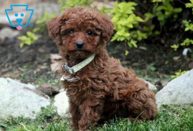 Twila Toy Poodl2 image