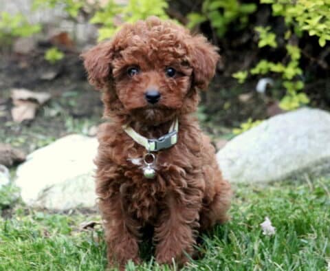 Twila Toy Poodle