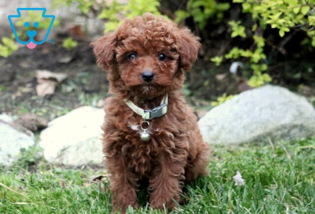 Twila Toy Poodle image