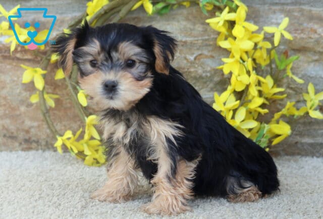 A fluffy Yorkshire Terrier puppy sits upright on a light-colored carpet in front of a stone wall, with vibrant yellow flowers arranged behind it. image